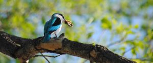 Enjoy bird-watching in Mohlabetsi Lodge. Read about it on afrikanblues.com.